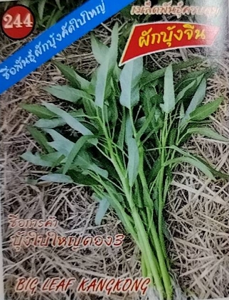 ผักบุ้งจีน333