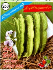 ถั่งพูฝักใหญ่ดอกม่วงบิ๊กจัง333