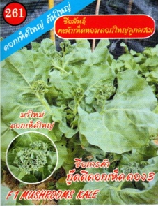 คะน้าเห็ดหอมกู๊ดดีดอกเห็ด333