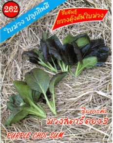 กวางตุ้งต้นม่วงสตาร์333