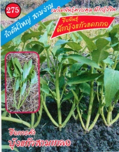 ผักบุ้งแก้วสามเกลอ333333