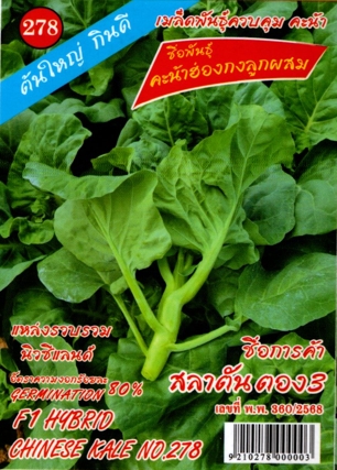 คะน้าฮ่องกงสลาตัน333