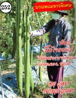 บวบหอมยาวพิเศษบิ๊กไจแอนท์333