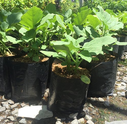 ต้นกล้ามะเขือยาว(ถุง)