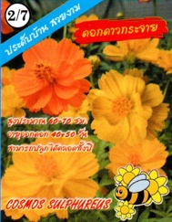 ดอกดาวกระจาย333