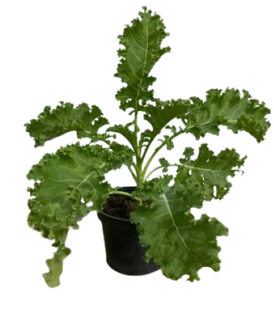 ต้นกล้าผักเคล(ถุง)