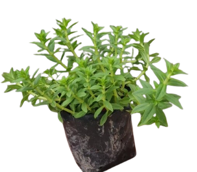 ต้นกล้าแขยง(ถุง)