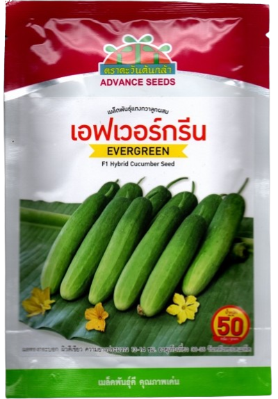 แตงกวาเอฟเวอร์กรีนF1AV50G