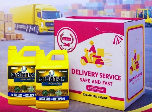 (ลังX3)คายีซาเรสหวีทอง4L