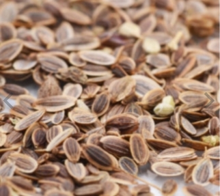 ชีลาว ย่อย