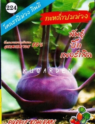 กะหล่ำปมม่วงบิ๊กเพอร์เพิล333