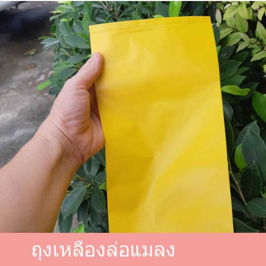 ถุงเหลืองล่อแมลง*30