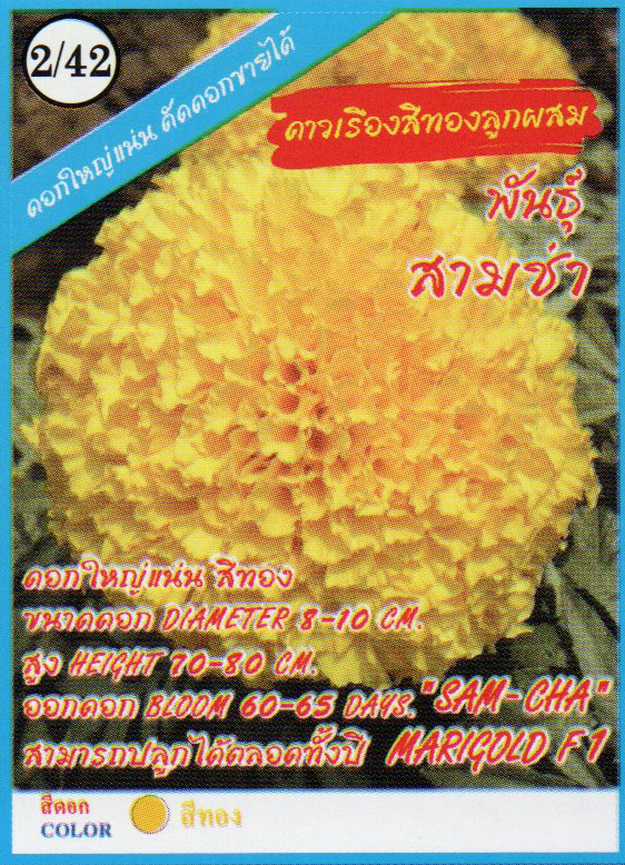 ดอกดาวเรืองสีทองสามช่า333