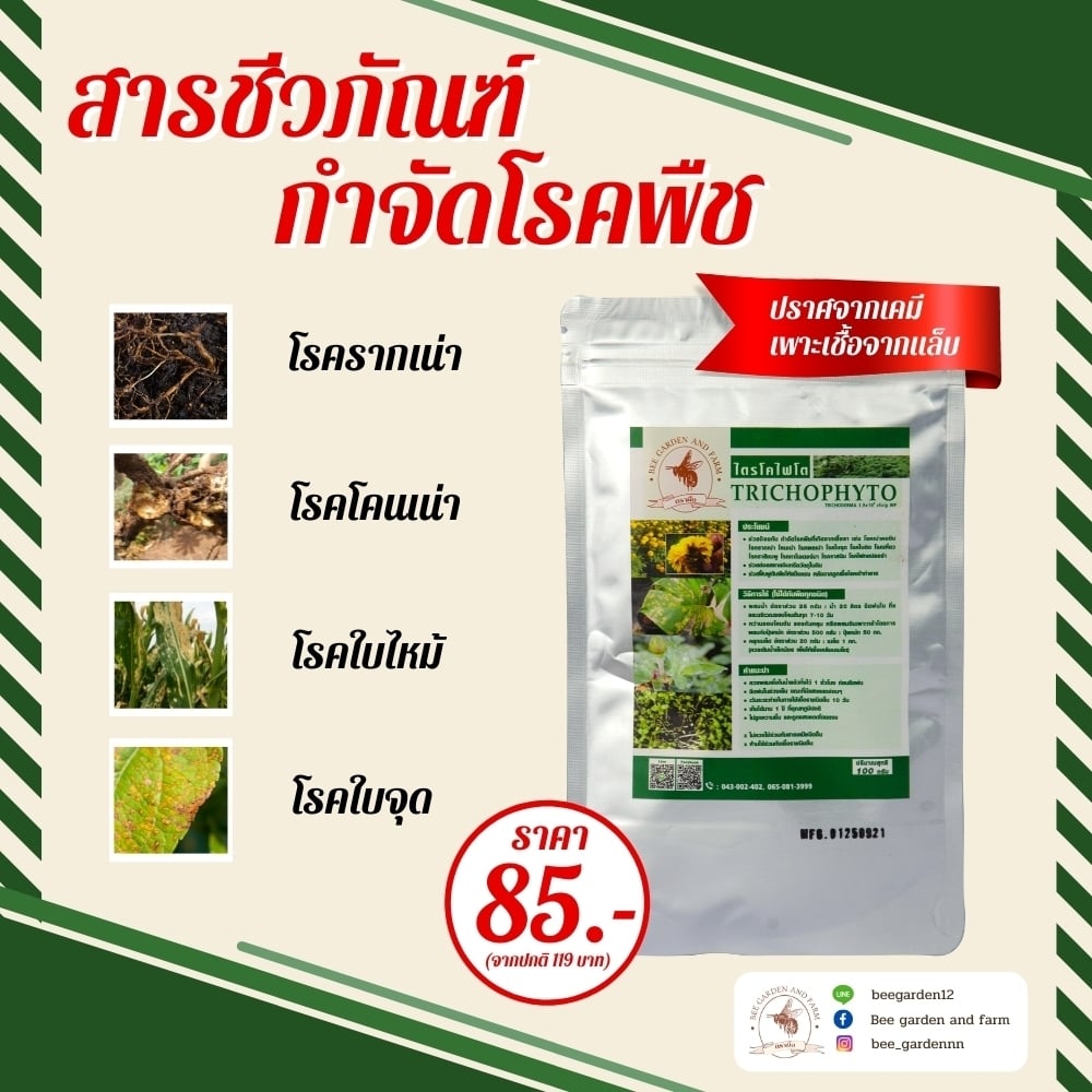 ไตรโคไฟโตตราผึ้ง100G