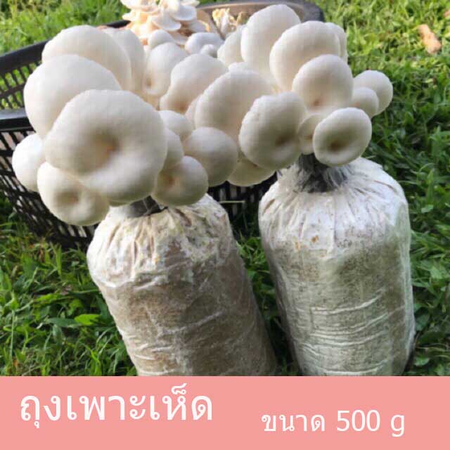 ถุงเพาะเห็ด500G