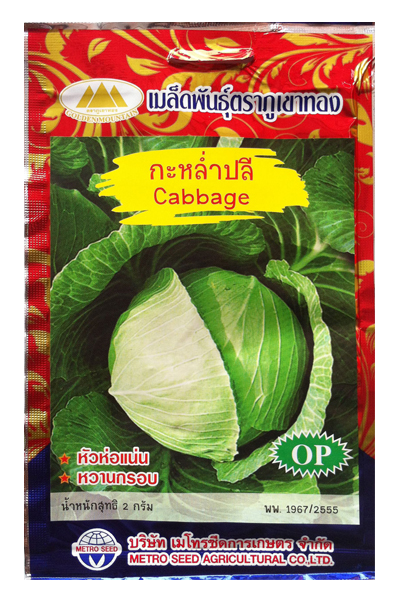 กะหล่ำปลี ภูเขาทองOP