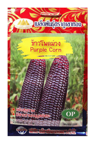 ข้าวโพดม่วง ภูเขาทองOP*10