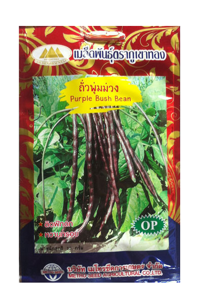 ถั่วพุ่มม่วง ภูเขาทองOP*10