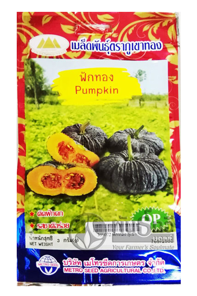 ฟักทอง ภูเขาทองOP*10