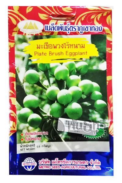 มะเขือพวงไร้หนาม ภูเขาทองOP*10