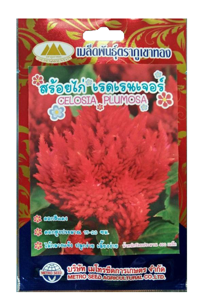 เรดเรนเจอร์สร้อยไก่ภูเขาทอง