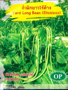 ถั่วฝักยาวไร้ค้าง ภูเขาทองOP