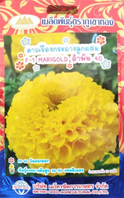 อำพัน40ดาวเรือง กถ.ภูเขาทองFW*10