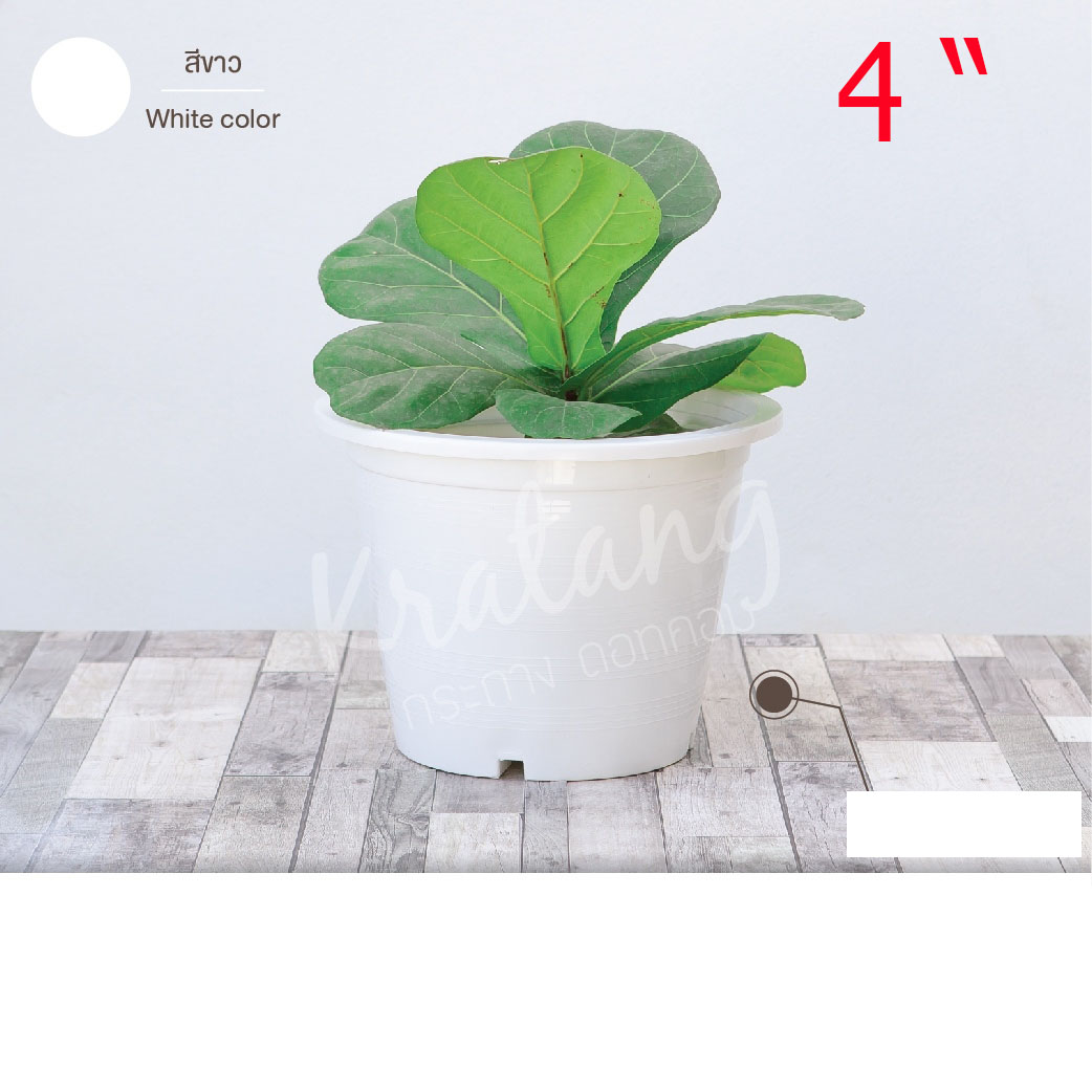 กถ.ขาว  4"