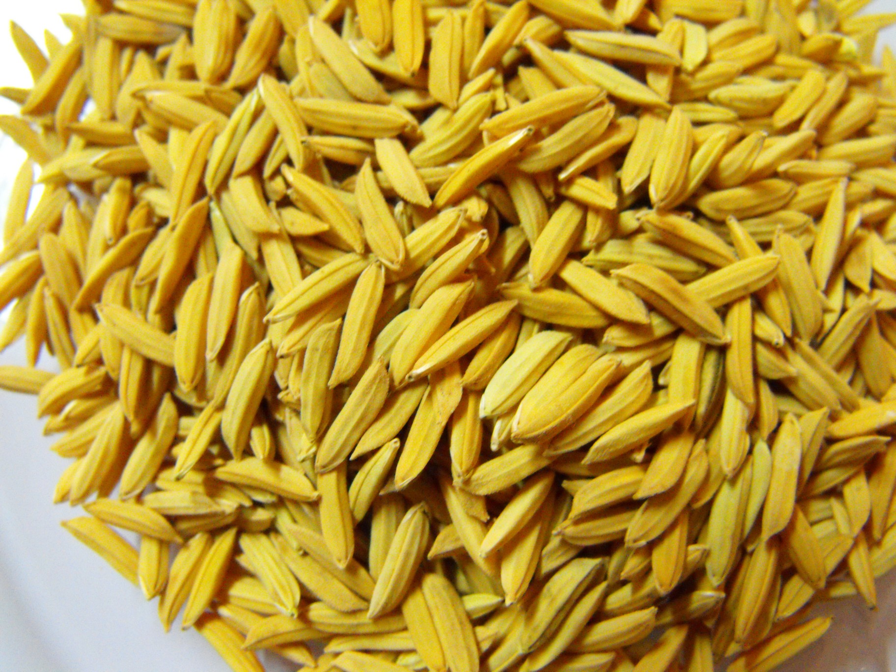 25/KGกข.49ฉลาม(เจ้า)