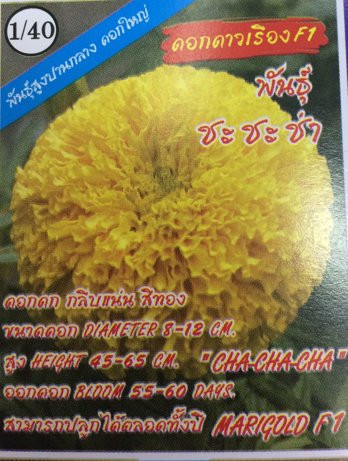 ดอกดาวเรืองชะชะช่า333