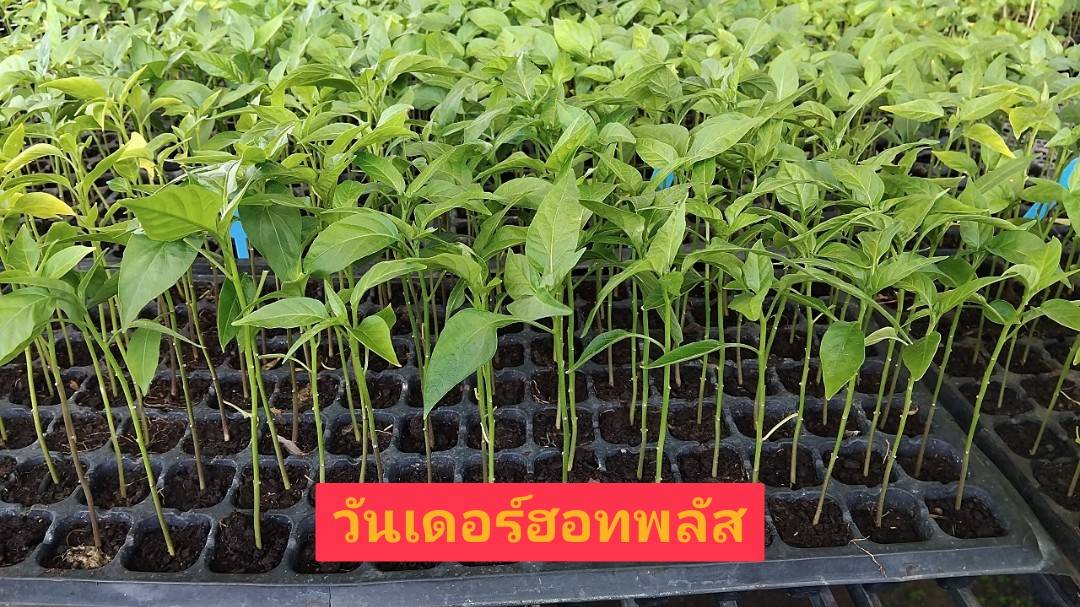 ต้นกล้าพริก(ถาด)
