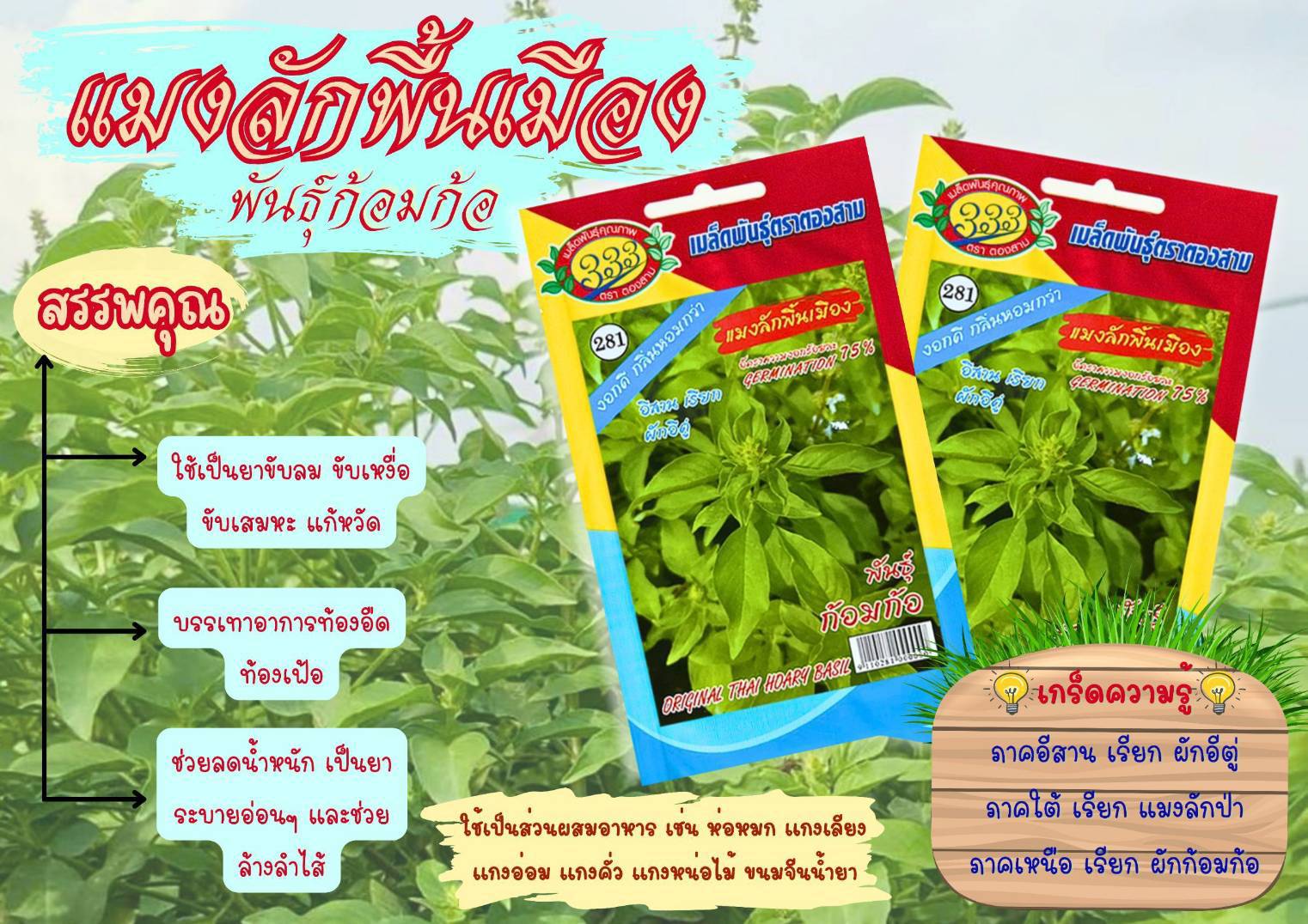 แมงลักพื้นเมืองก้อมก้อ333