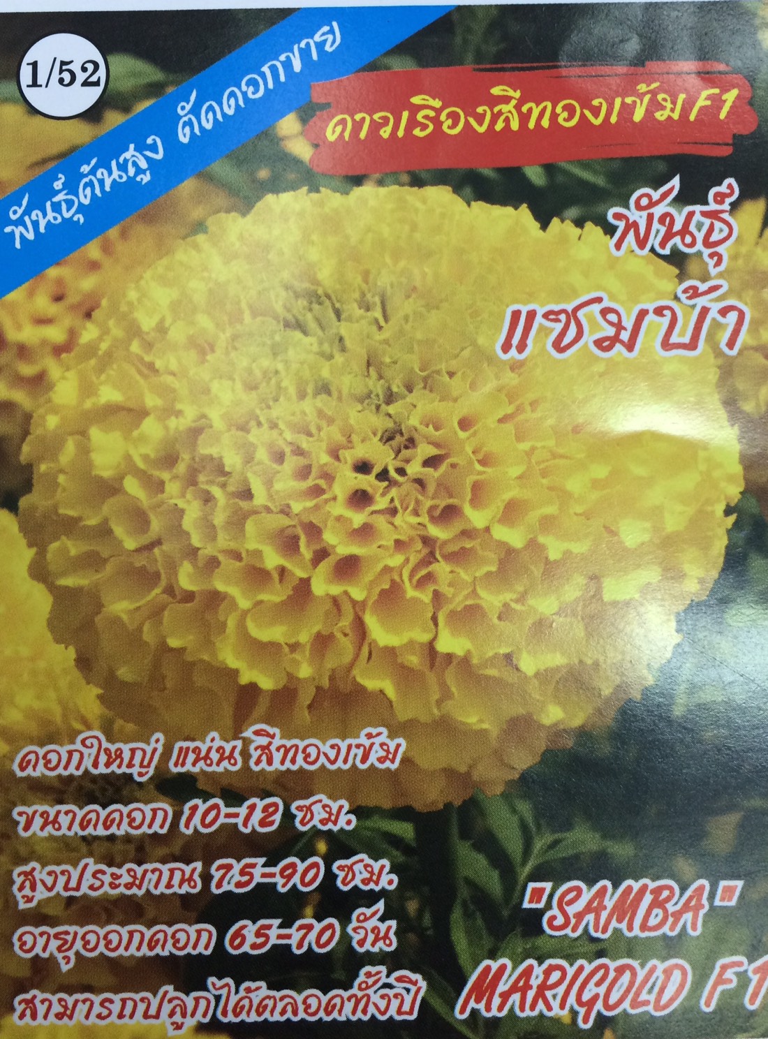 ดอกดาวเรืองทองแซมบ้า333