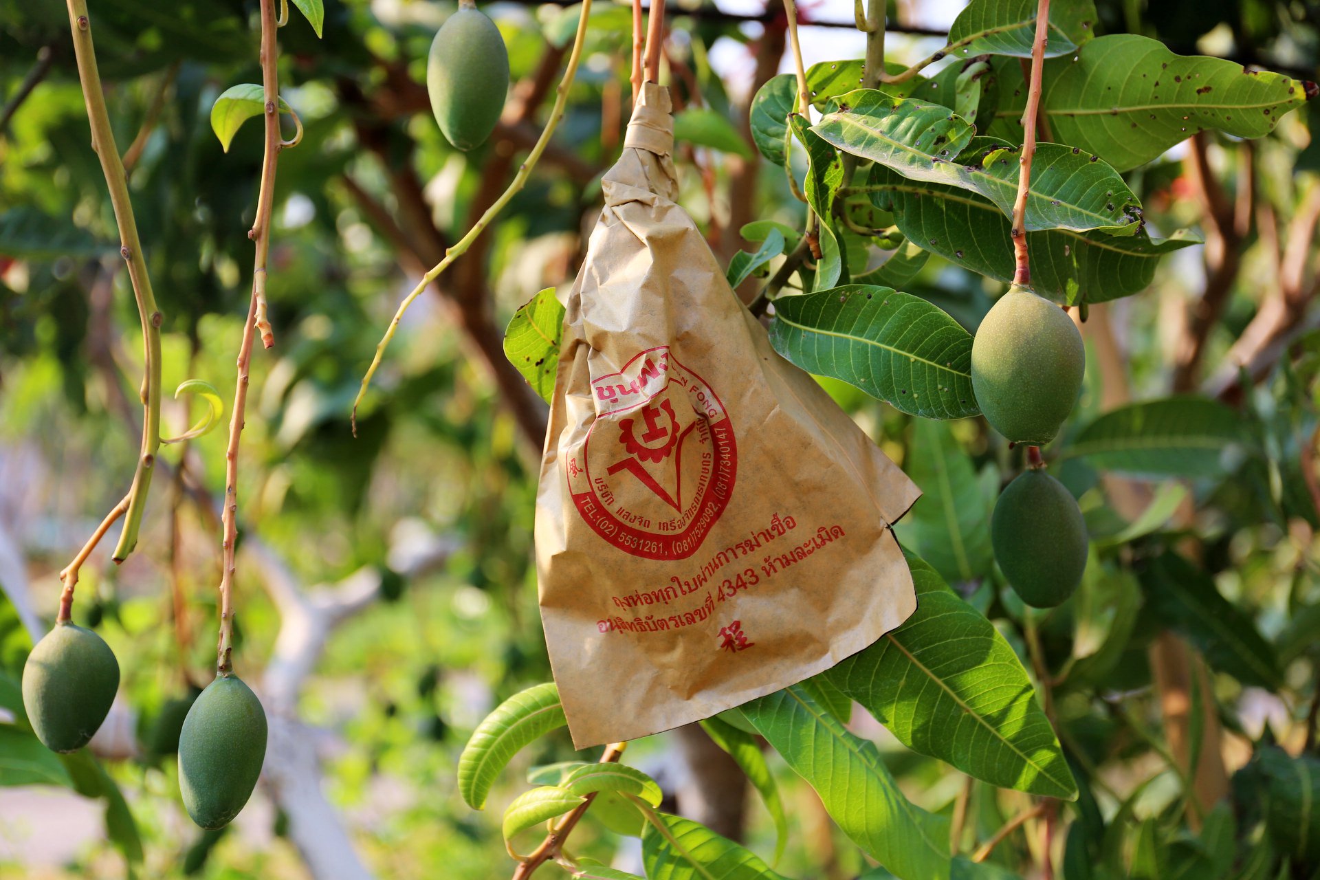 ถุงคาร์บอนห่อมะม่วง18X28CM*2000