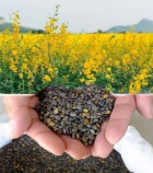 ปอเทือง 5KG