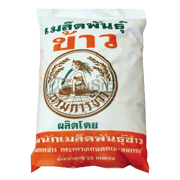 25/KGกข.12   พันธุ์ขยาย(เหนียว)