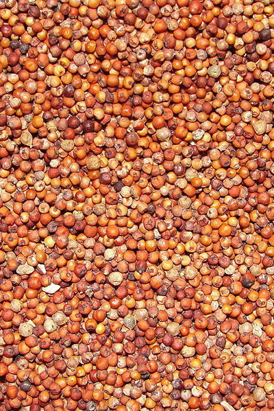 ข้าวฟ่างแดง 50KG