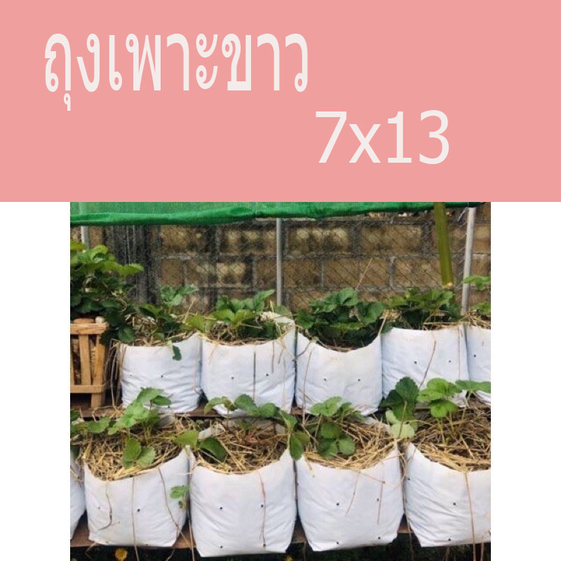 ถุงเพาะขาว 7X13500Gเจาะรู*60