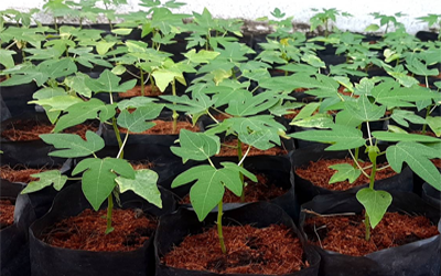 ต้นกล้ามะละกอแขกดำ