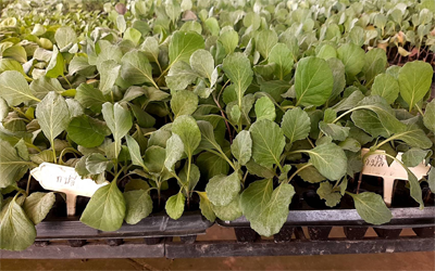 ต้นกล้ากะหล่ำปลี*105