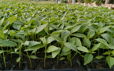 ต้นกล้าพริกซุปเปอร์ฮอท2*105(ถาด)