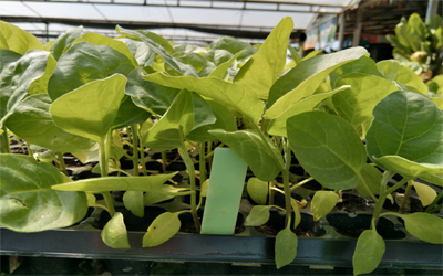 ต้นกล้าขั้วยาวศรแดง*105(ถาด)