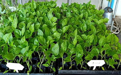  ต้นกล้าพริกกะเหรี่ยงสั้น(ถาด)