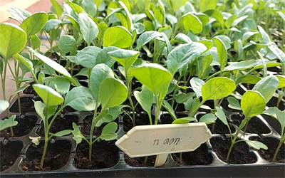 ต้นกล้ากะหล่ำดอก*105(ถาด)