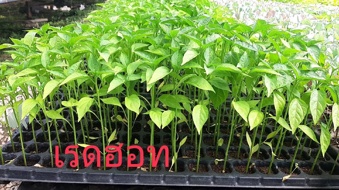 ต้นกล้าพริกเรดฮอท*105(ถาด)