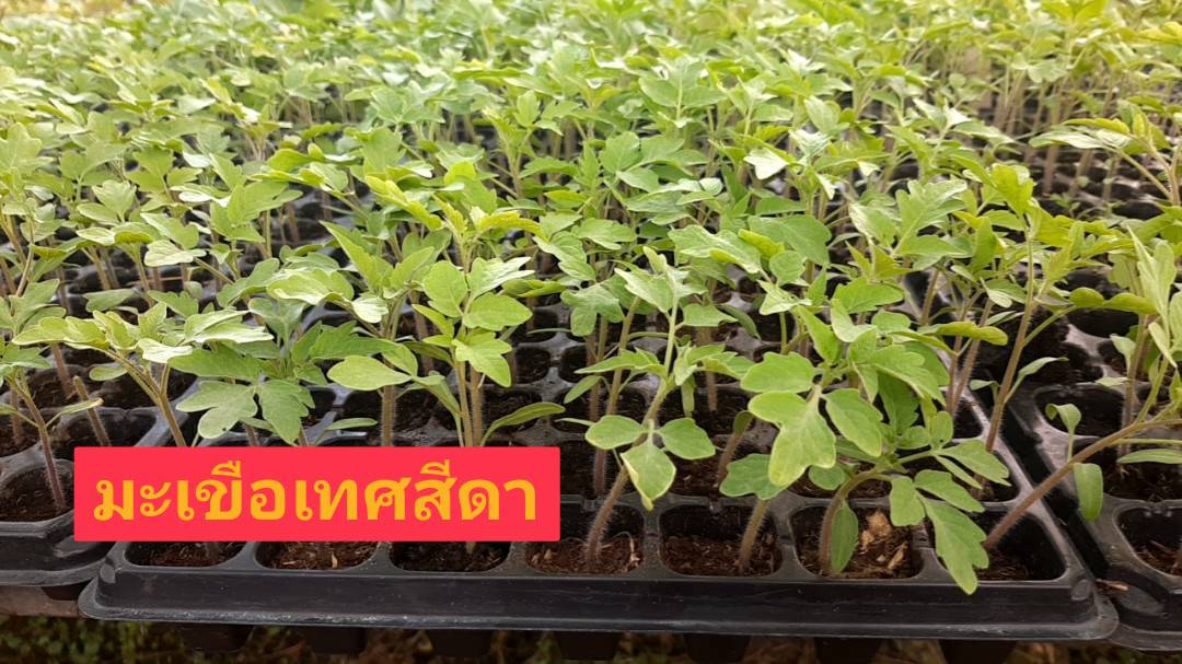 ต้นกล้ามะเขือเทศสีดา(ถาด)*105