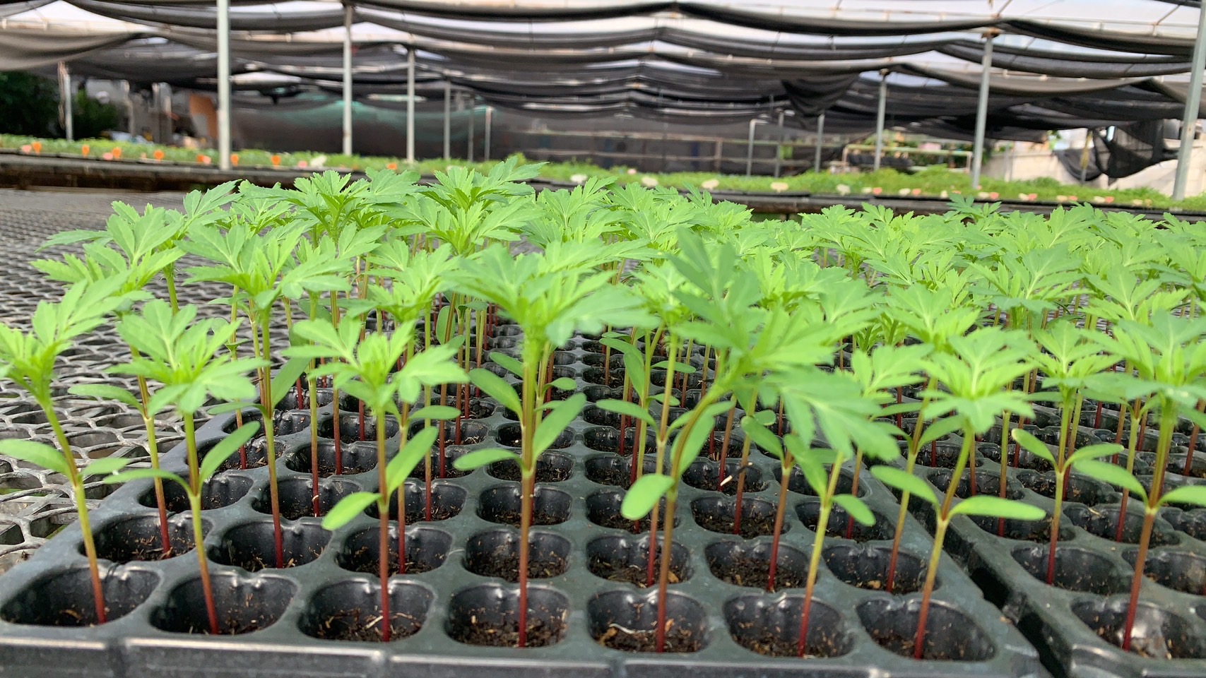 ต้นกล้าดาวเรืองอามารีดีฟโกลด์(ถาด)*105