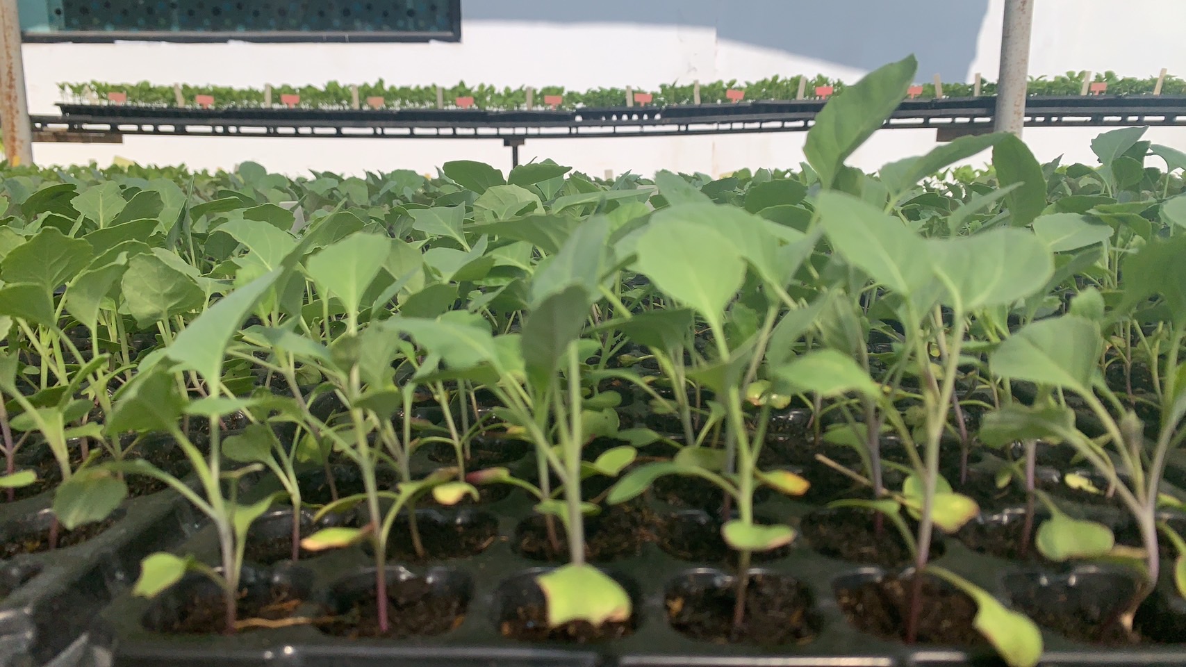 ต้นกล้าคะน้าใบเห็ดหอม(ถาด)*105