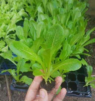 ต้นกล้าสลัดคอสนาโอมิ(ถาด)*105