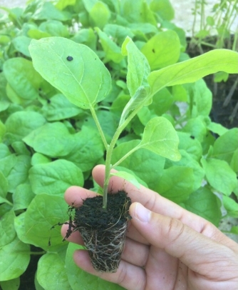 ต้นกล้ามะเขือ(ถาด)